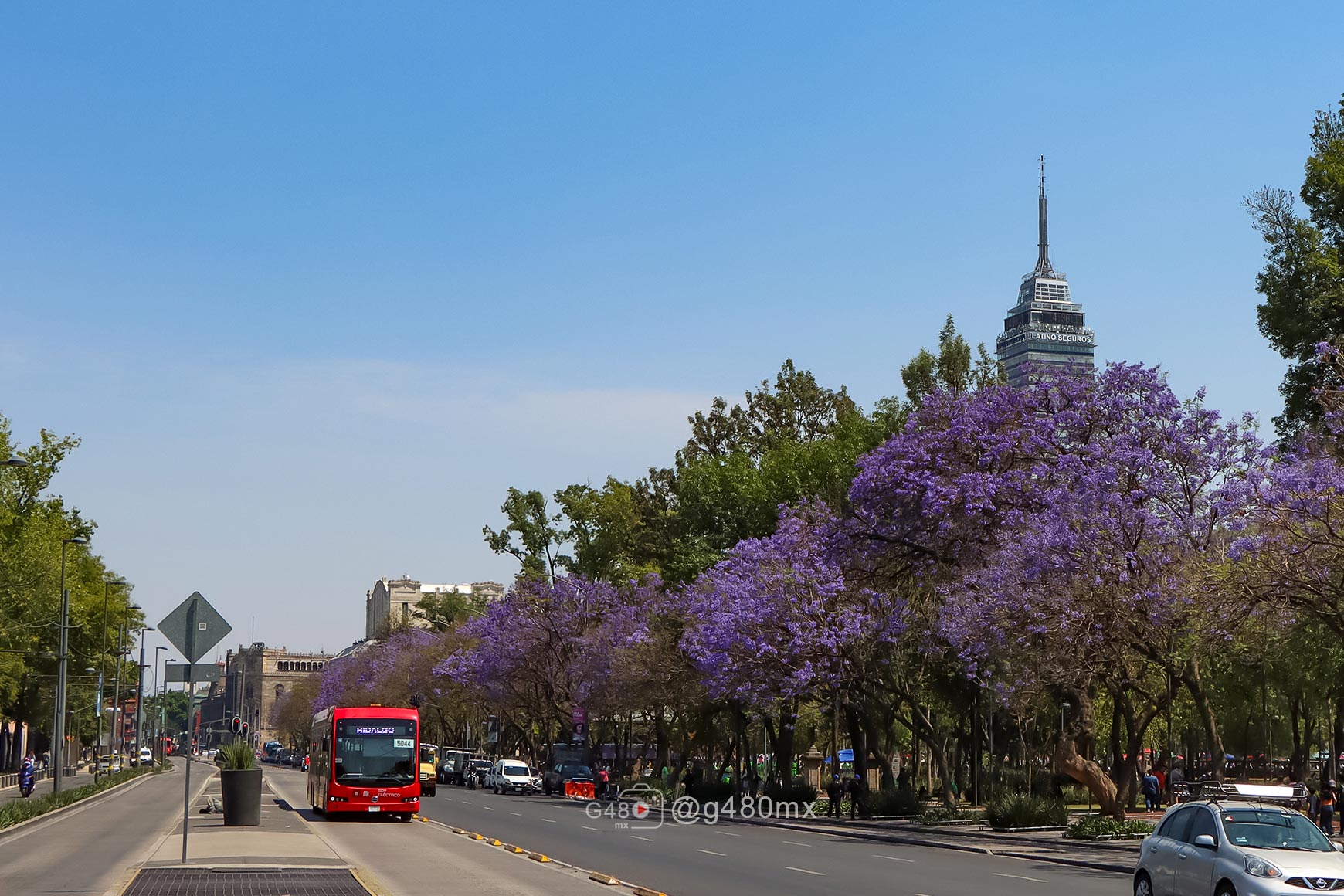 Jacarandas en la Alameda Central: un espectáculo de primavera en CDMX